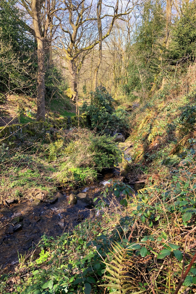 Stream with overgrowth at back of Dobb lane